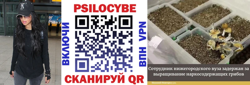 Псилоцибиновые грибы мицелий Судогда